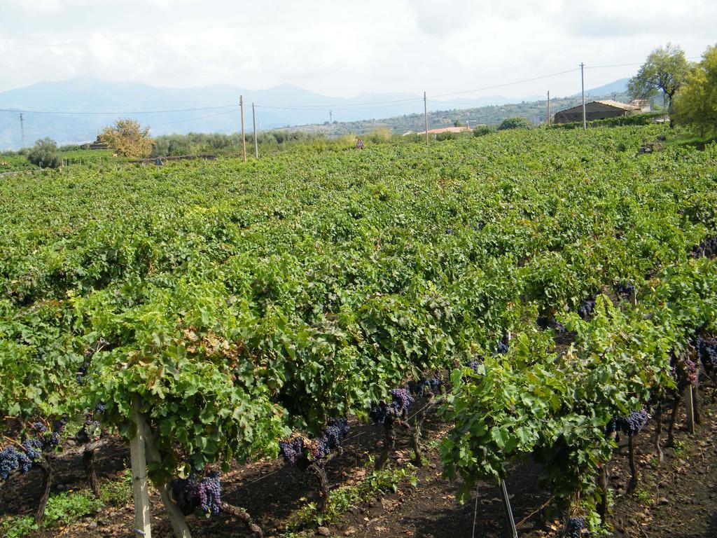 Etna Wine Azienda Agrituristica Passopisciaro エクステリア 写真