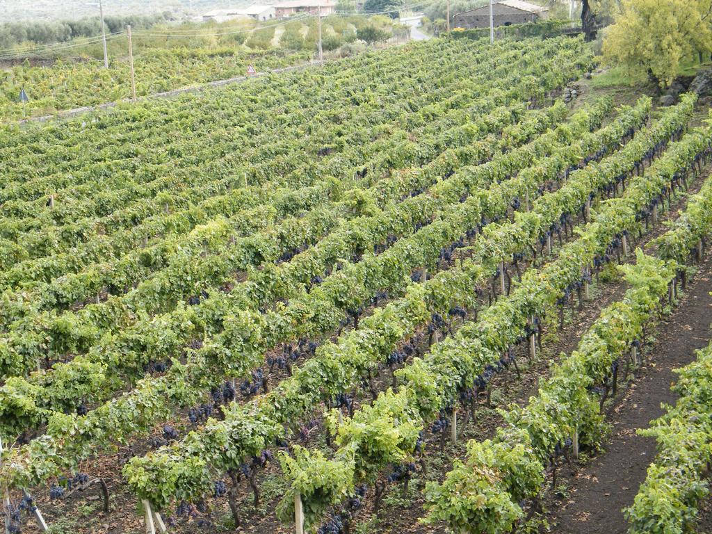 Etna Wine Azienda Agrituristica Passopisciaro エクステリア 写真