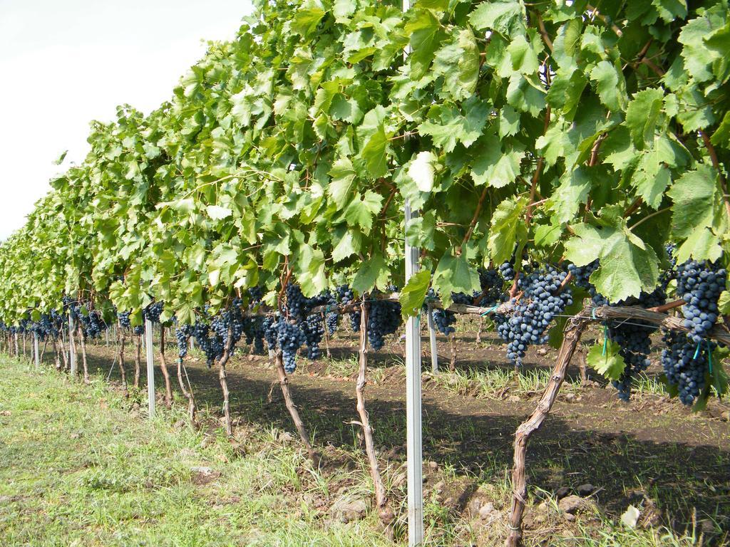 Etna Wine Azienda Agrituristica Passopisciaro エクステリア 写真